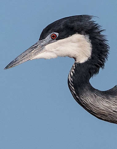 Black-headed Heron